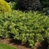 Jałowiec kozacki variegata